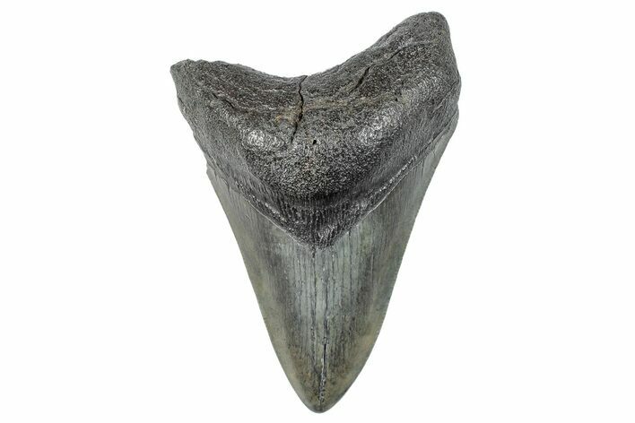 Fossil Megalodon Tooth - South Carolina #272552